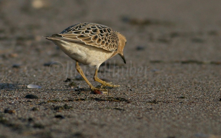 Buff-breasted Sandpiper Juv. back view.