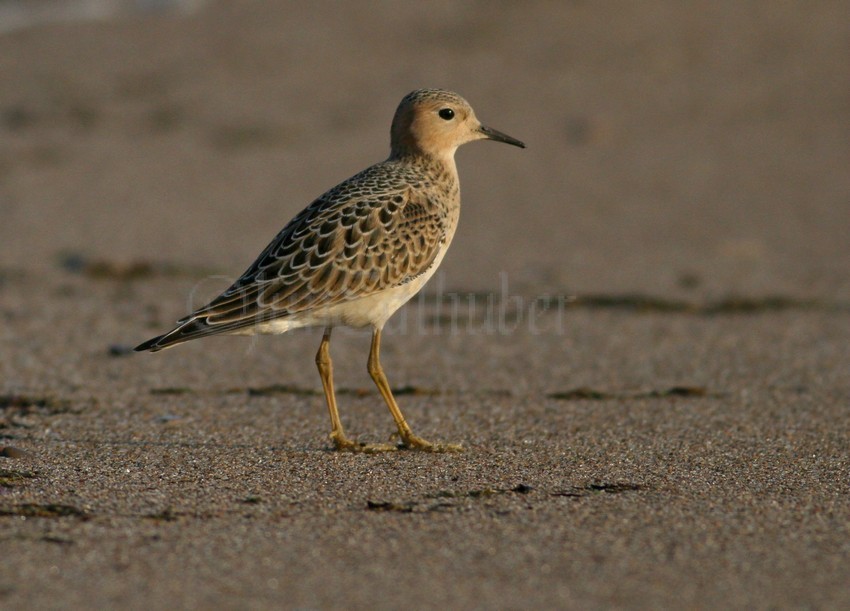 Buff-breasted Sandpiper Juv.