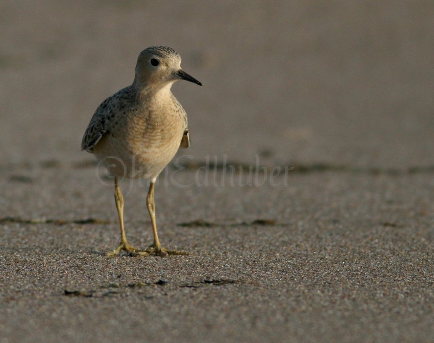 Buff-breasted Sandpiper Juv.