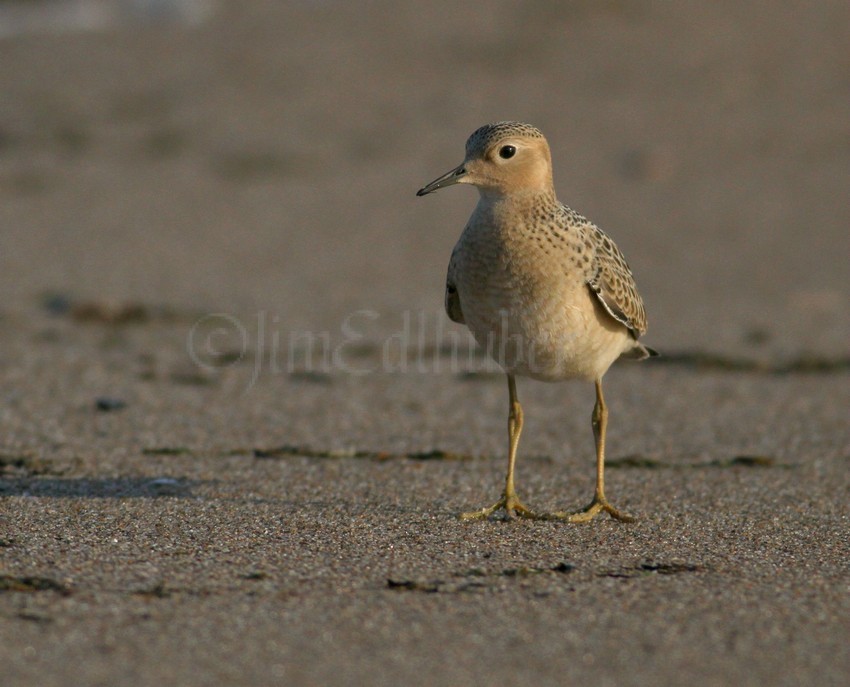 Buff-breasted Sandpiper Juv.