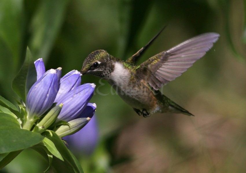 Ruby-throated Hummingbirds at the Bottle Gentian September 10, 2014