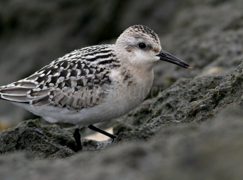 Sanderling, juv. what they eat.