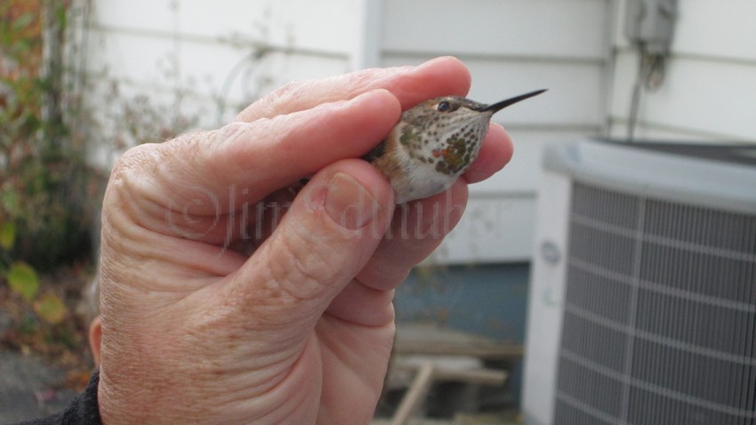 Rufous Hummingbird (Cynthia's yard bird), at Fort Atkinson Wisconsin on October 15, 2014. This bird was banded in Cynthia's yard, and set free. Bird was relocated on November 1, 2014 in South Carolina