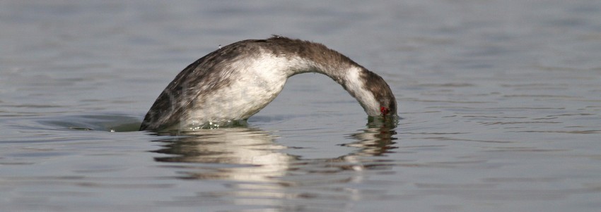 Horned Grebe nonbreeding plumage going for the dive!