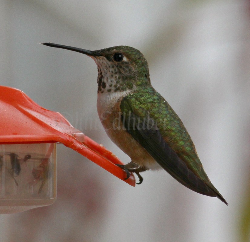 Rufous Hummingbird at Ft. Atkinson Wisconsin on October 15, 2014