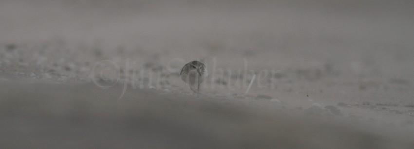 Semipalmated Sandpiper with blowing sand!