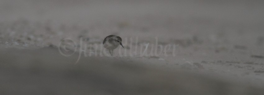 Semipalmated Sandpiper with blowing sand!