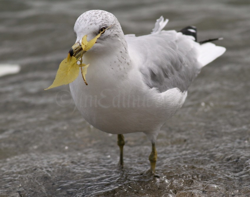 "Fall is in the air", Ring-billed Gull