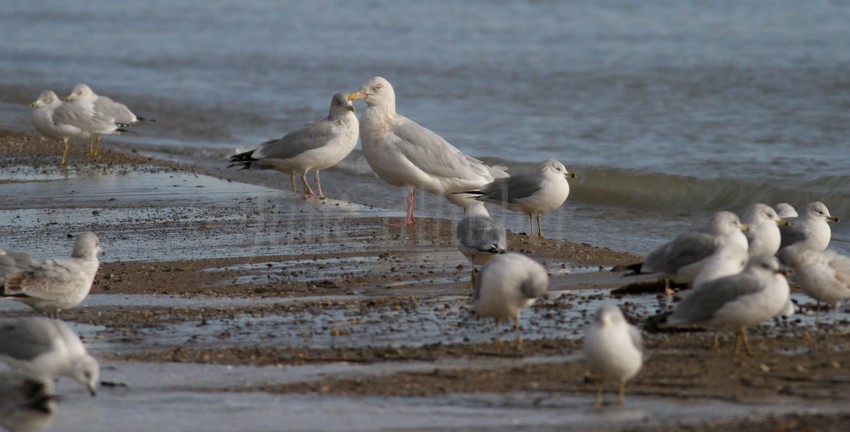 Glaucous Gull  with a Herring Gull behind and Ring-billed Gulls all around.