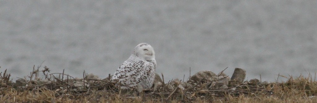 Snowy Owl at the Lake Express in Milwaukee Wisconsin November 29, 2014
