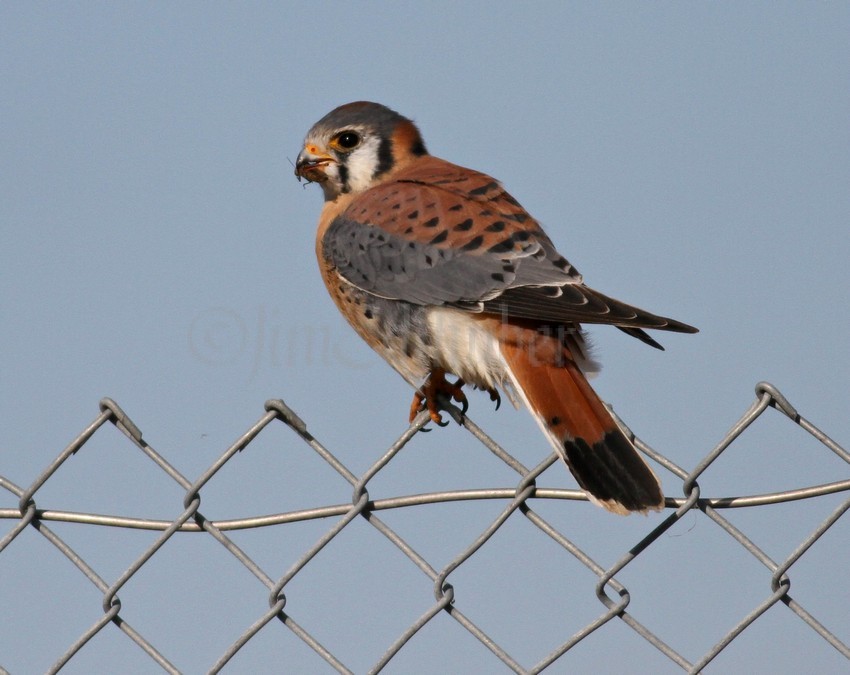 American Kestrel with large insect