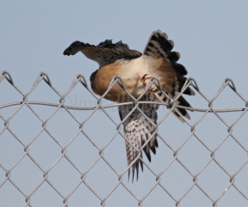 Doc shot for tail spread.