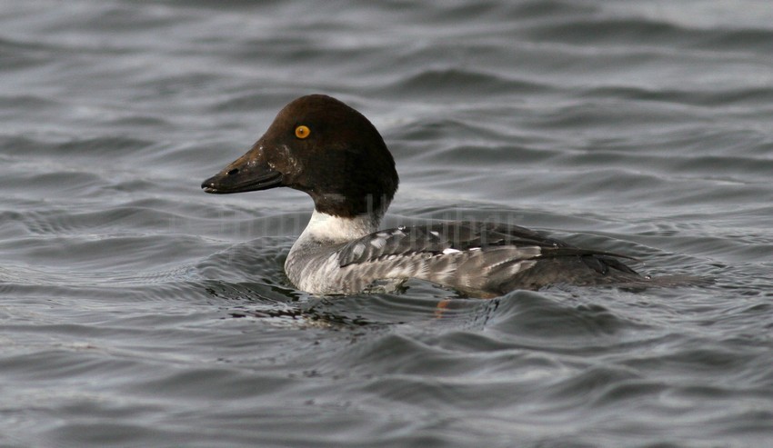 Common Goldeneye — Eastside Audubon Society