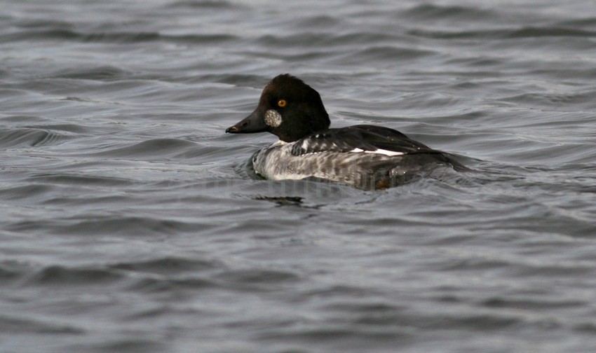 Common Goldeneye — Eastside Audubon Society