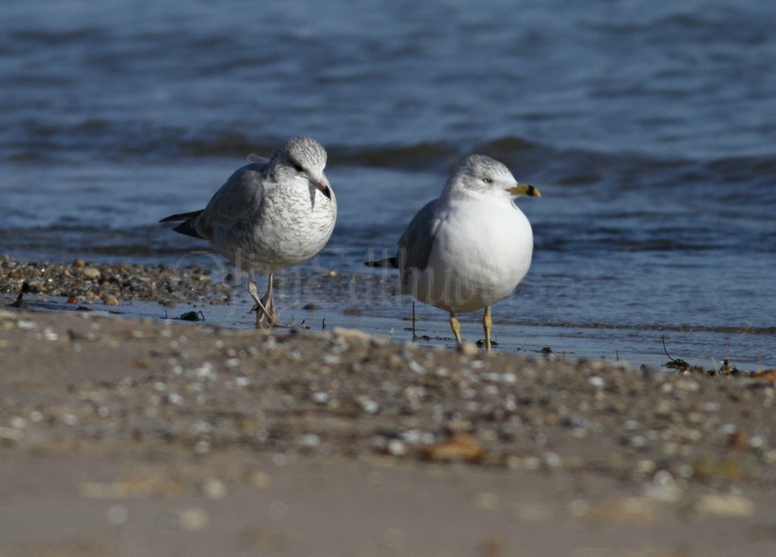 Ring-billed Gull, left hatch year - Ring-billed, adult right