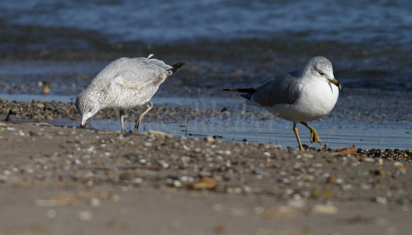 Ring-billed Gull, left hatch year - Ring-billed, adult right