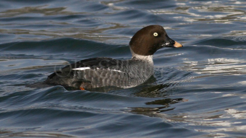 Common Goldeneye — Eastside Audubon Society