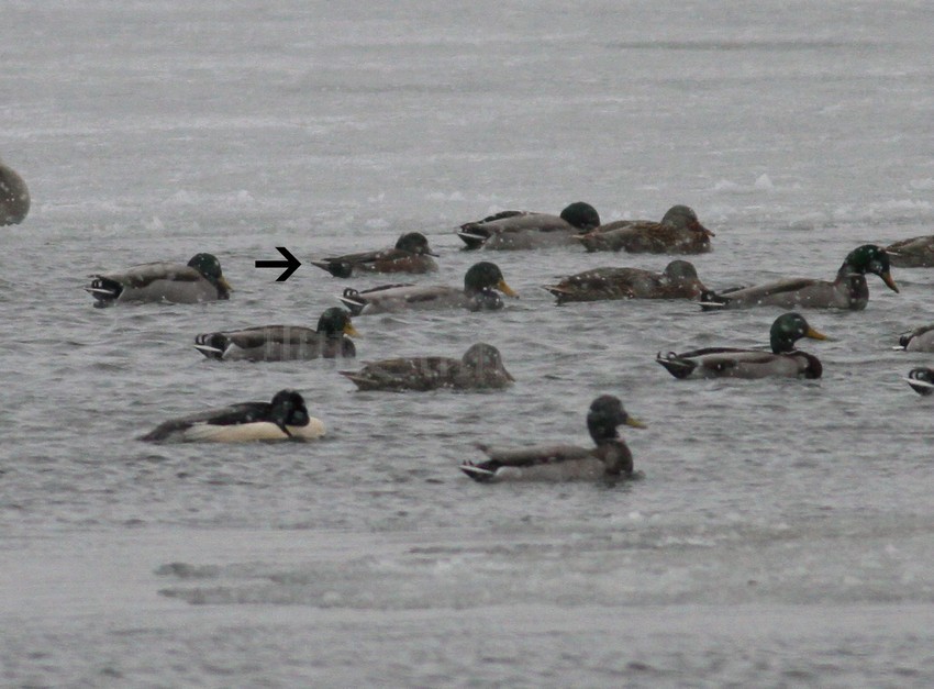 American Wigeon, rare sight on this date, doc shot