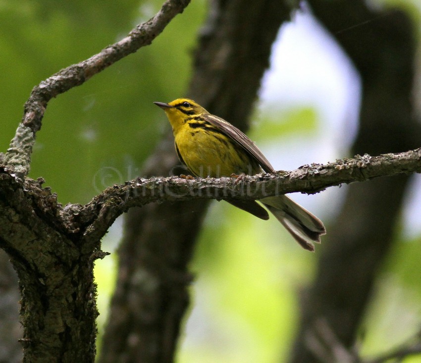 Prairie Warbler in the South Kettle Moraine State Forest in Waukesha County on July 10, 2010