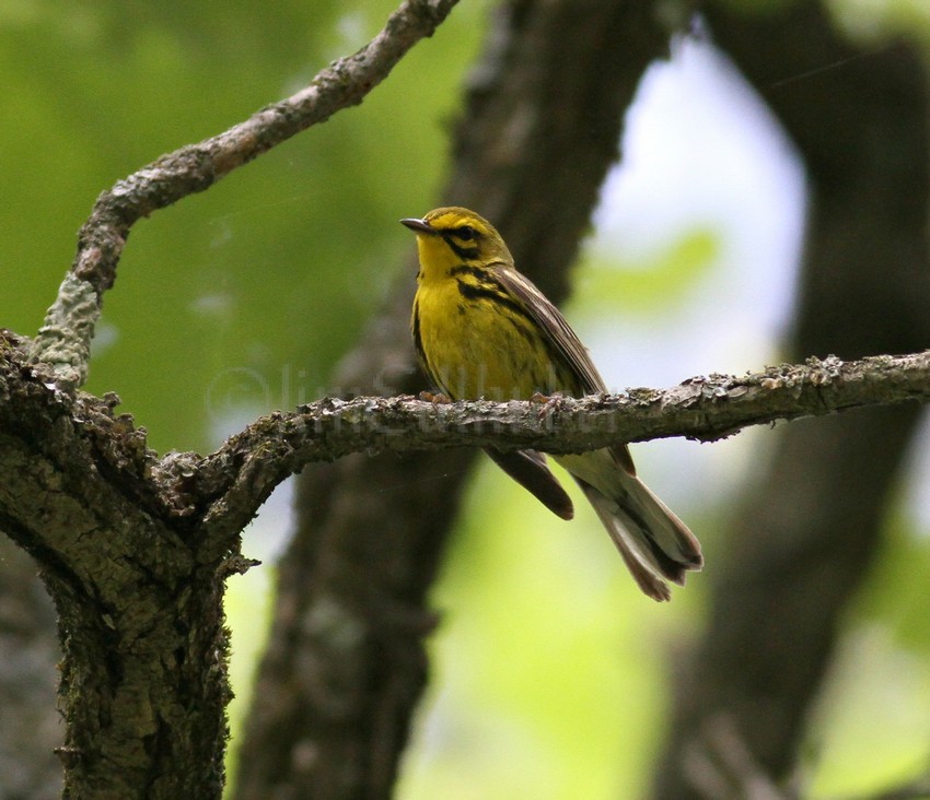 Prairie Warbler in the South Kettle Moraine State Forest in Waukesha County on July 10, 2010