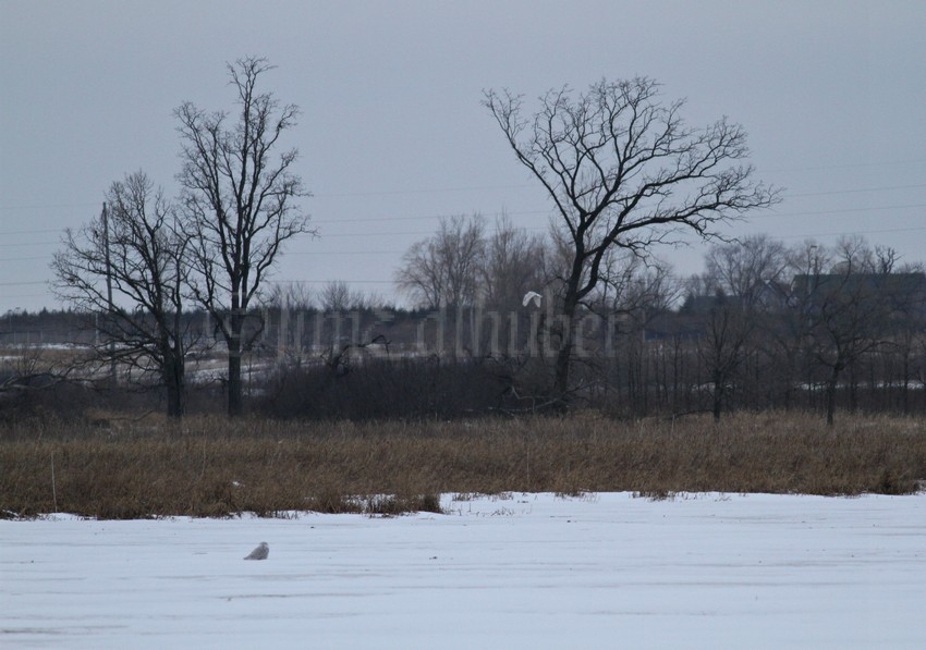 Two Snowy Owls in this image, doc shot.