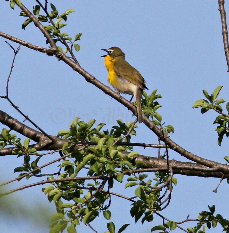 Yellow-breasted Chat off Wilton Road in Waukesha County May 30, 2013