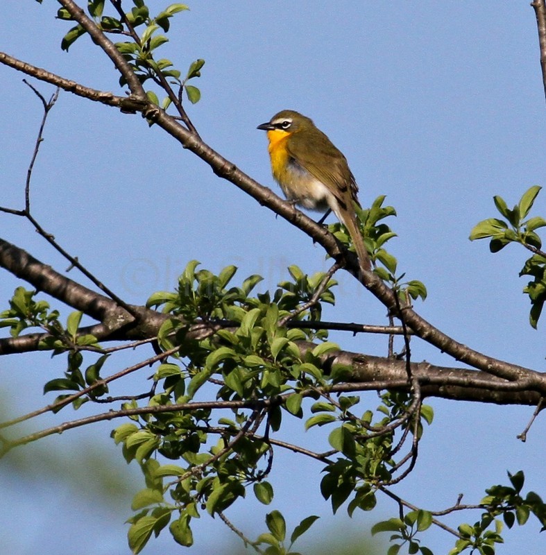 Yellow-breasted Chat off Highway 59 in Waukesha County May 30, 2013