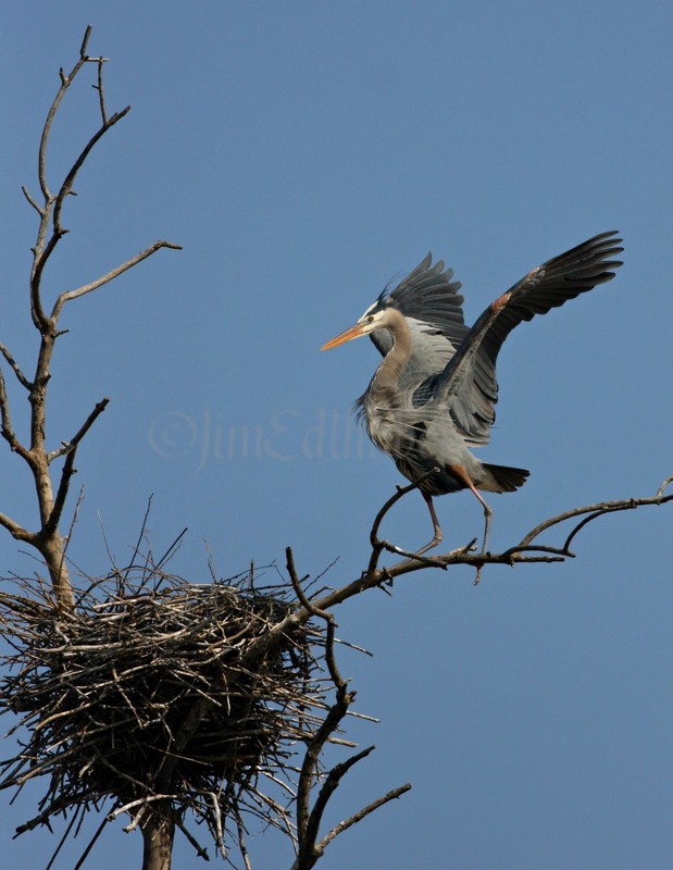 Great Blue Heron coming in for a landing at the nest