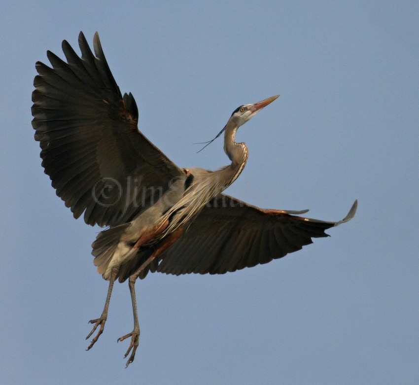 Great Blue Heron coming in for a landing at the nest