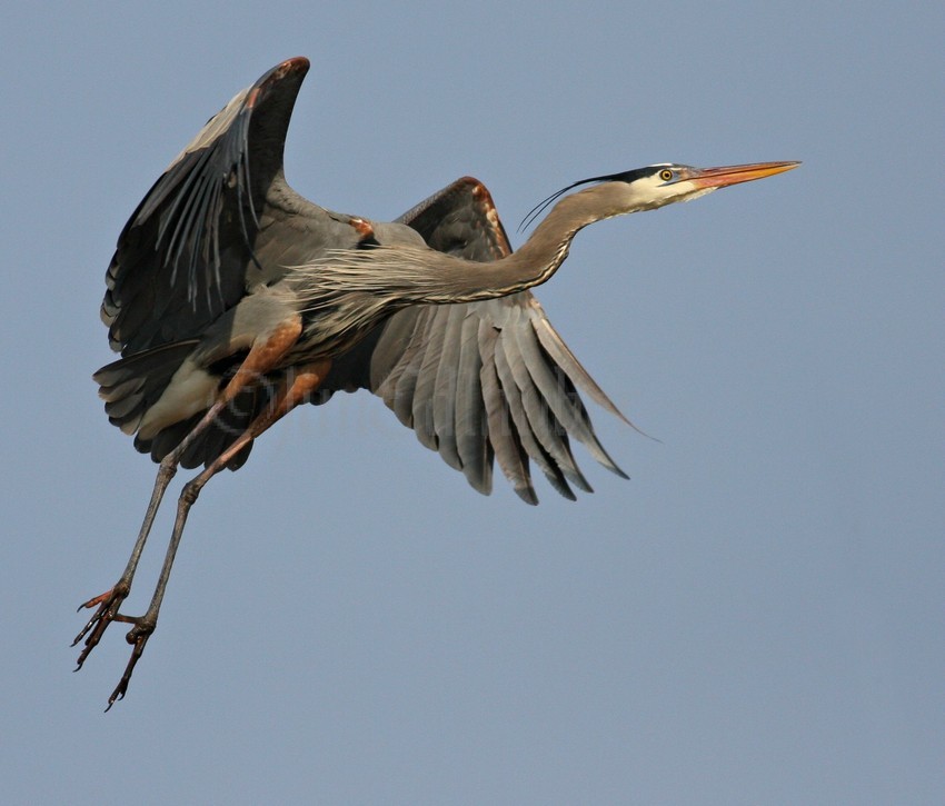 Great Blue Heron in flight just before landing at the nest