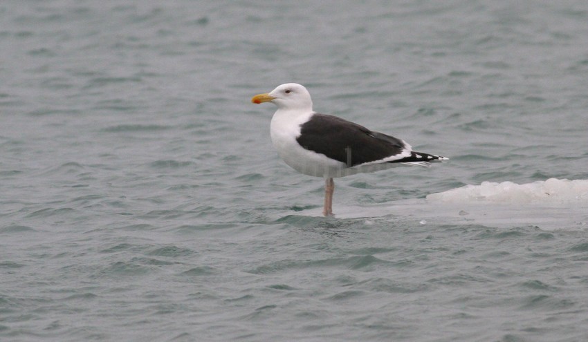 Great Black-backed Gull, adult