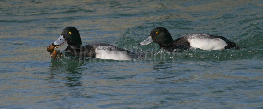 Pair of Greater Scaups, males on the run.