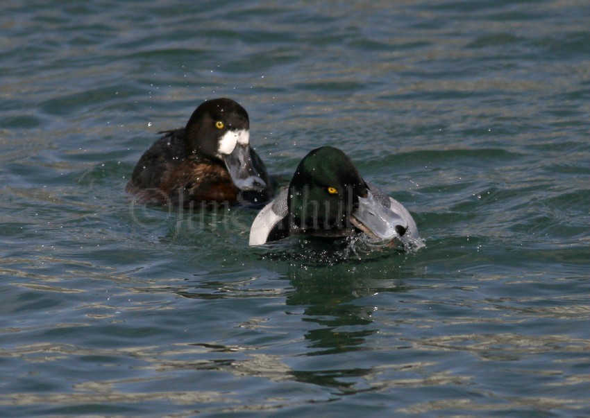 Greater Scaup, female chasing a Greater Scaup, male for a mussel.