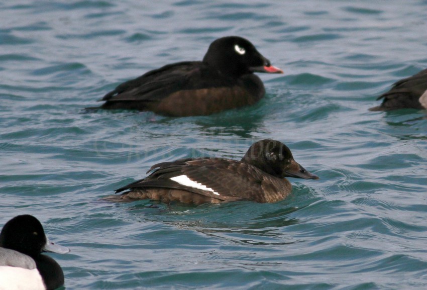 White-winged Scoter, male adult back, White-winged Scoter, adult female front
