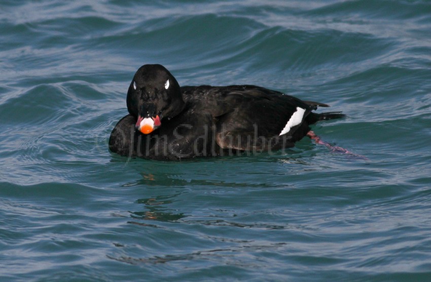 White-winged Scoter, male, 1st winter looking at you!