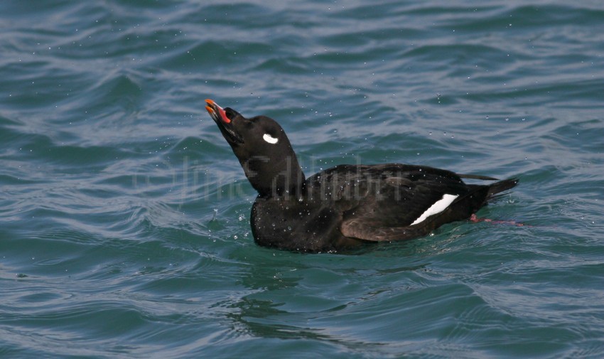 White-winged Scoter, male adult shaking it off!