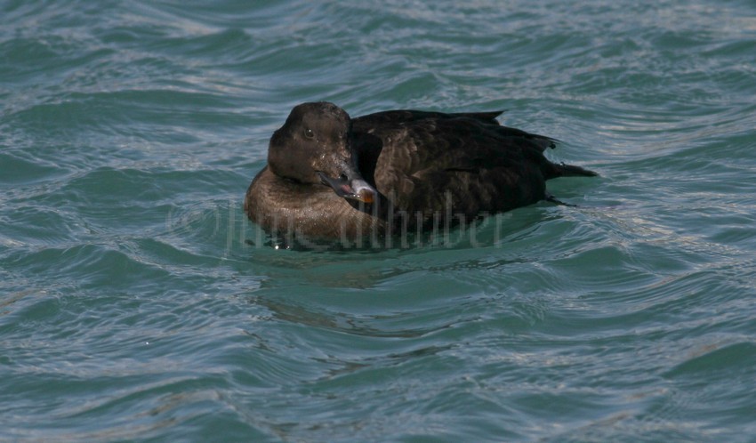 White-winged Scoter, male, 1st winter just resting