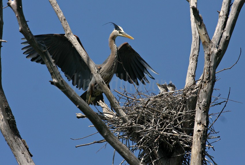 Great Blue Heron with young