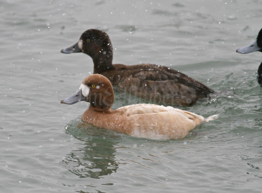 With Greater Scaup, female
