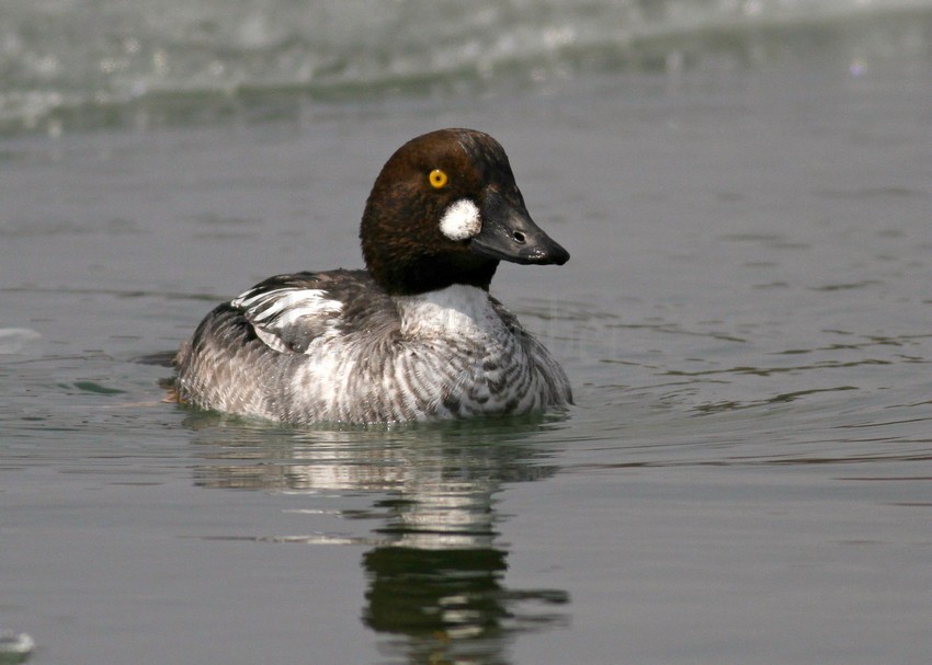 Common Goldeneye, male 1st year, it appears the brown is starting to turn green on the head.