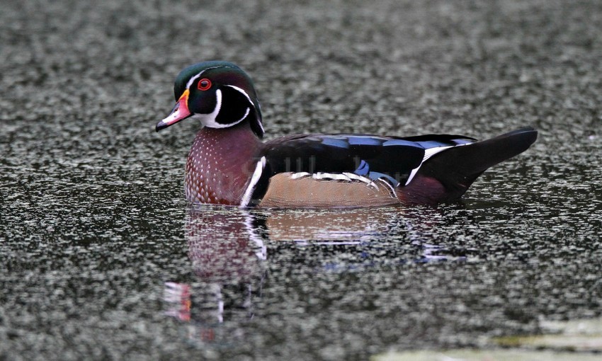 Wood Duck, male, just relaxing!