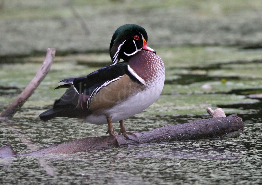 Wood Duck, male