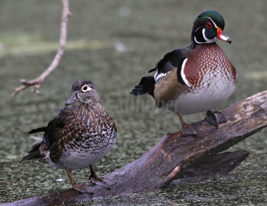 Wood Ducks, male right, female left