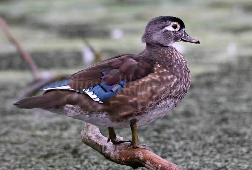 Wood Ducks, female