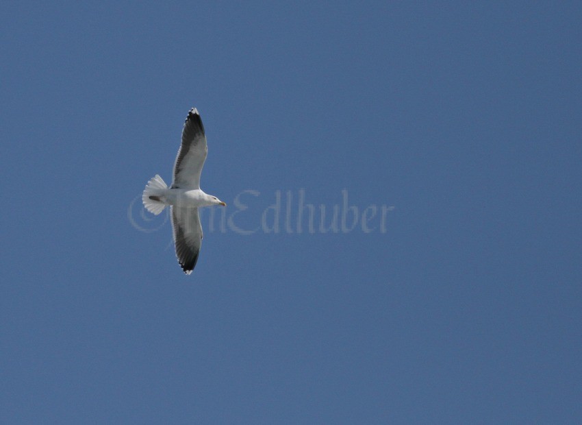 Distant Great Black-backed Gull circle fly over