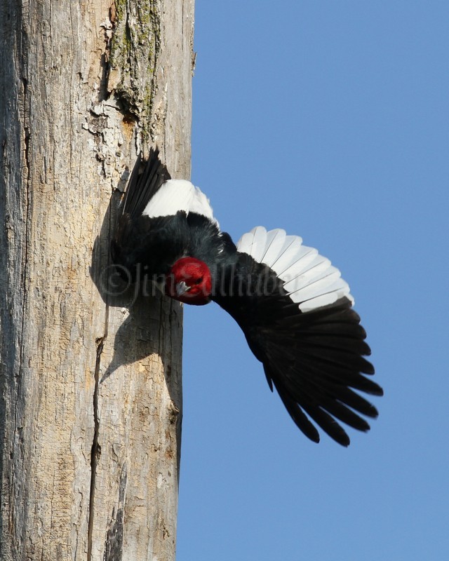 An adult leaving the nest hole after feeding the young