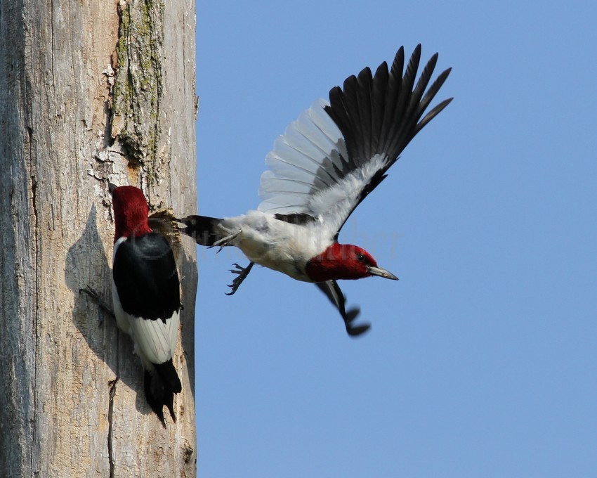  An adult leaving the nest hole after feeding the young