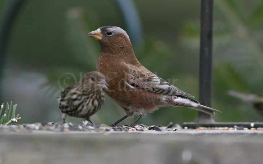At the feeder with a Pine Siskin, size comparison image