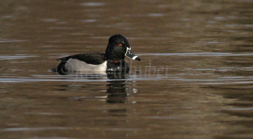 Ring-necked Duck, male with visible ring on neck