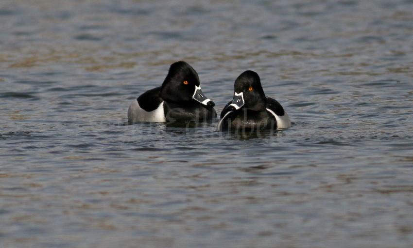 Ring-necked Ducks, males